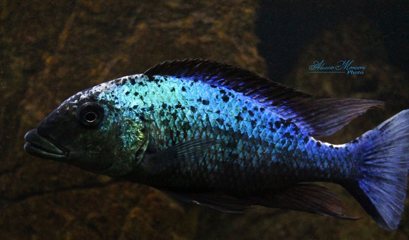 Fossorochromis rostratus